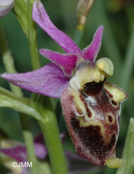 Ophrys druentica 