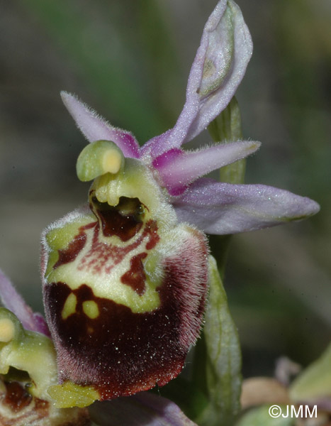 Ophrys druentica 