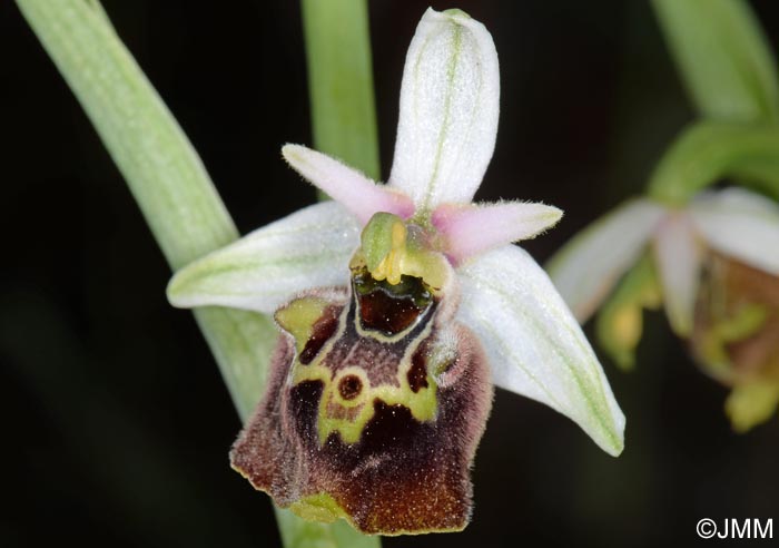 Ophrys brachyotus = Ophrys brachyotes