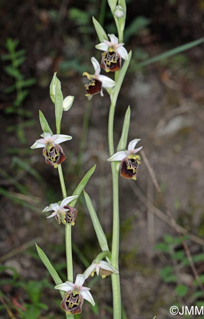 Ophrys brachyotus = Ophrys brachyotes