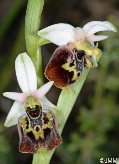 Ophrys brachyotus = Ophrys brachyotes