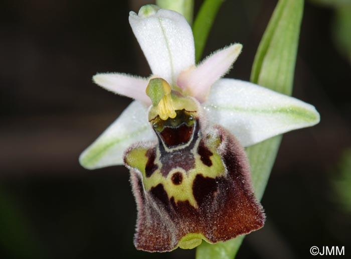 Ophrys brachyotus = Ophrys brachyotes