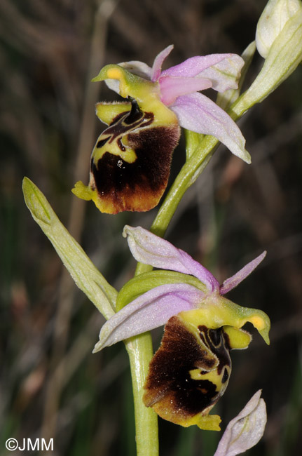 Ophrys druentica 