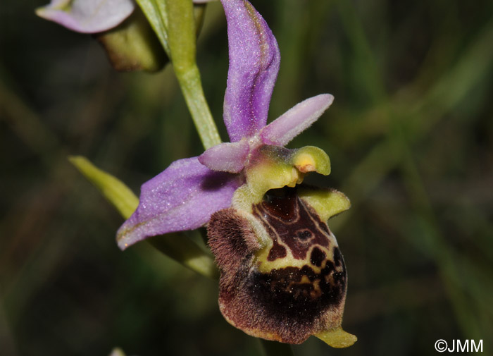 Ophrys druentica 