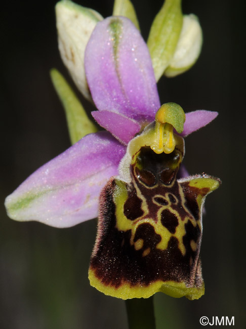Ophrys druentica