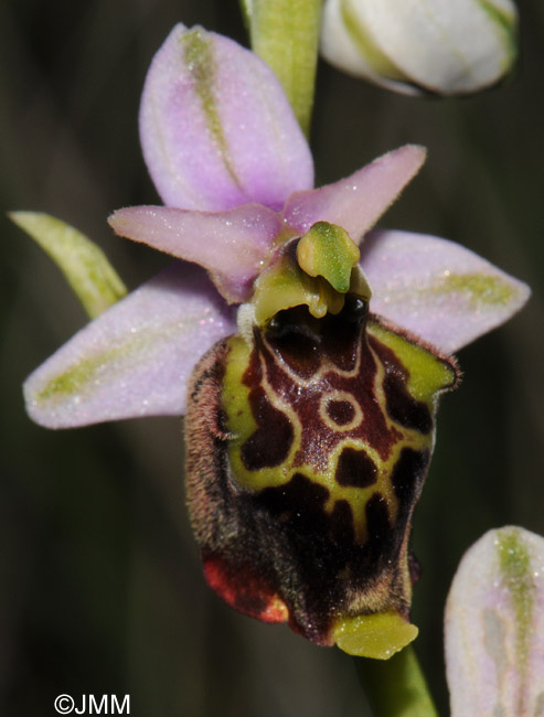 Ophrys druentica 