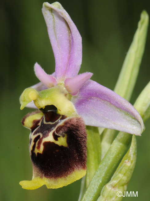 Ophrys druentica 