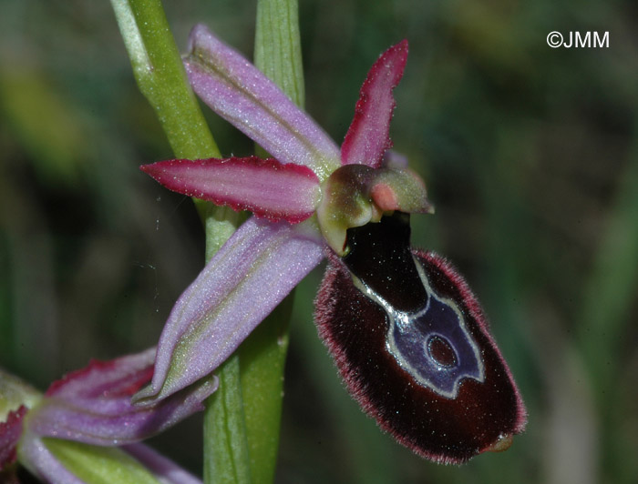 Ophrys drumana