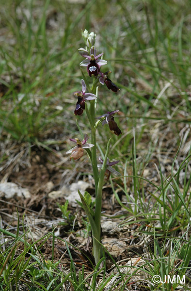 Ophrys drumana