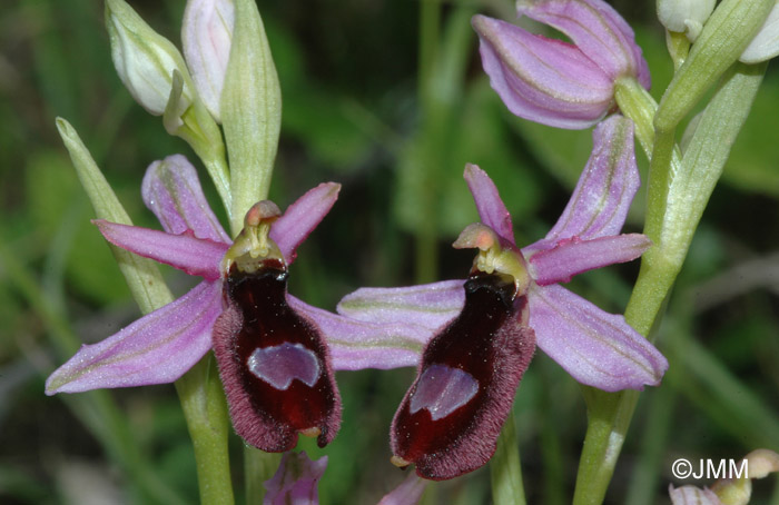 Ophrys drumana