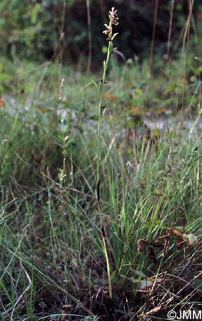 Ophrys elatior