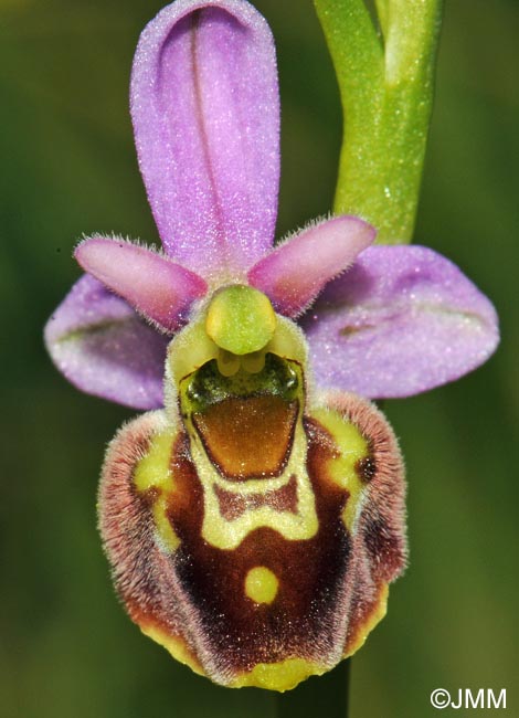 Ophrys elatior