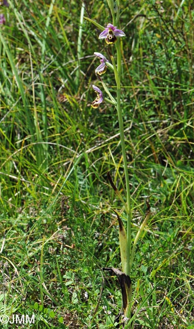 Ophrys elatior