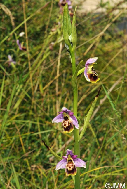 Ophrys elatior