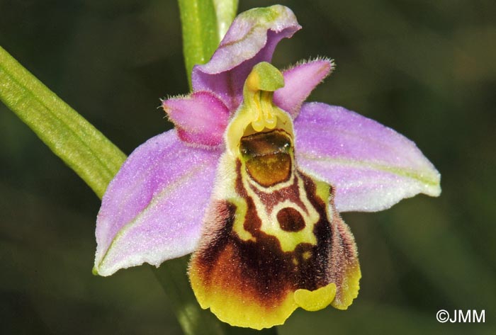 Ophrys elatior