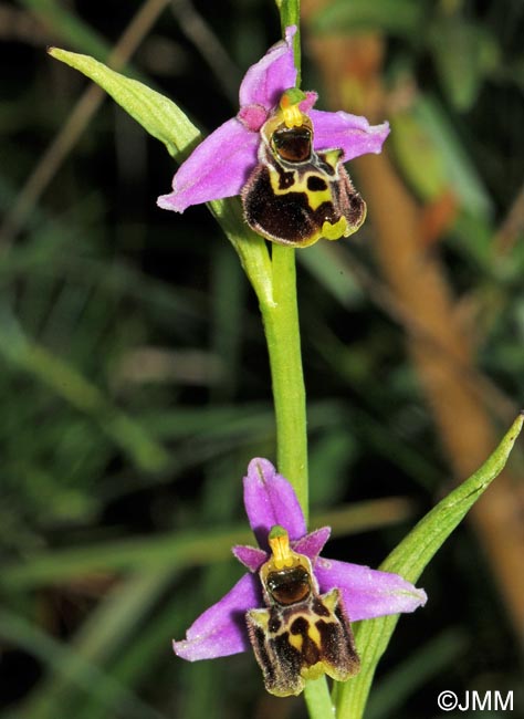 Ophrys elatior