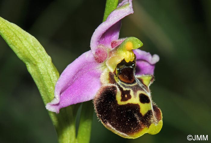 Ophrys elatior