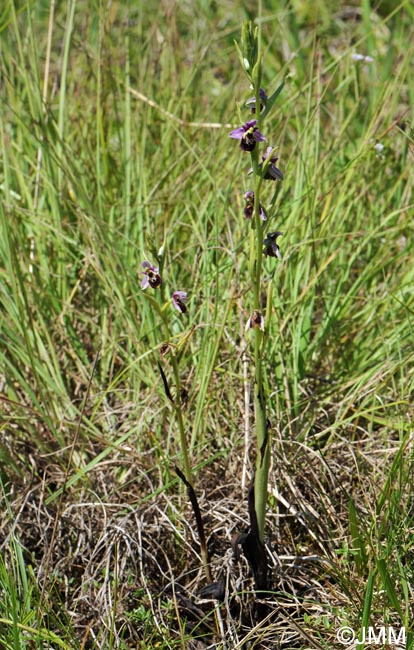 Ophrys elatior