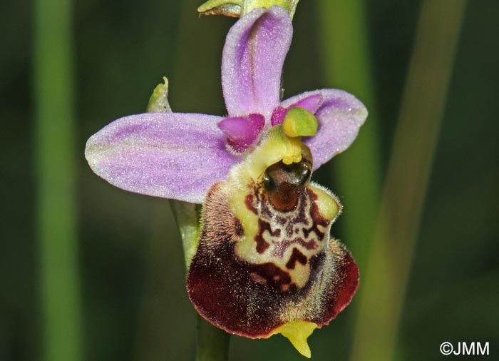 Ophrys elatior