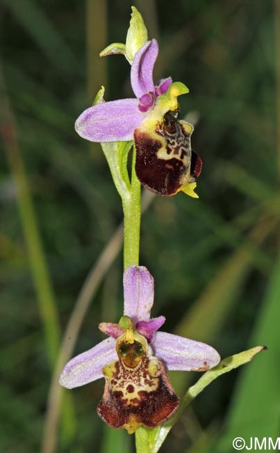 Ophrys elatior