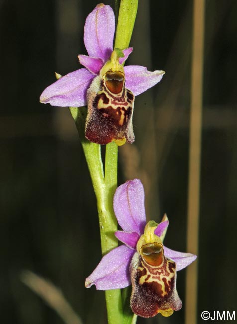 Ophrys elatior