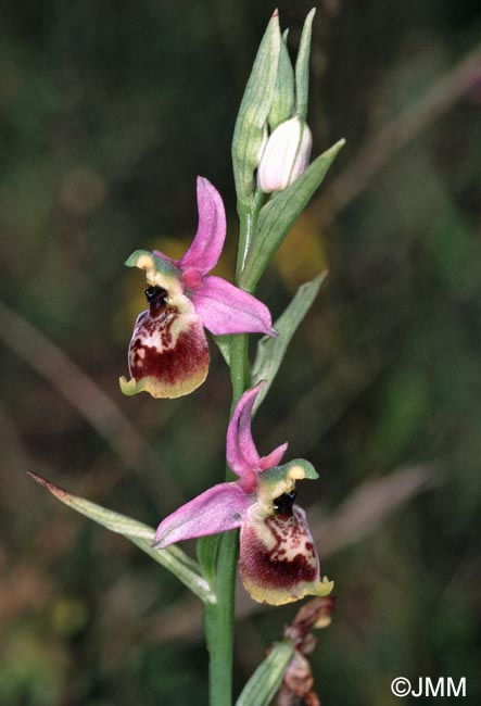 Ophrys elatior