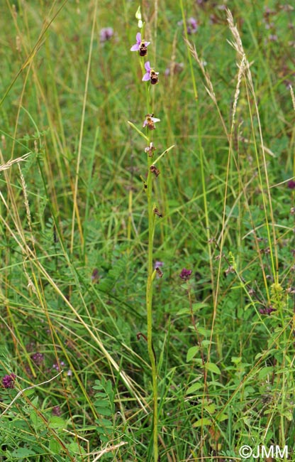 Ophrys elatior