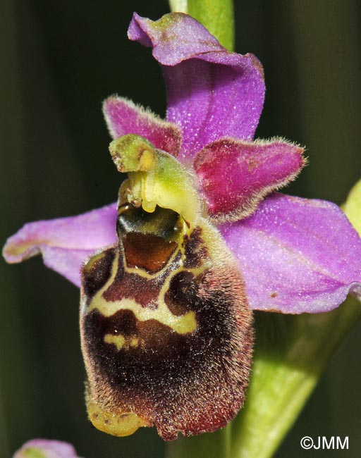 Ophrys elatior