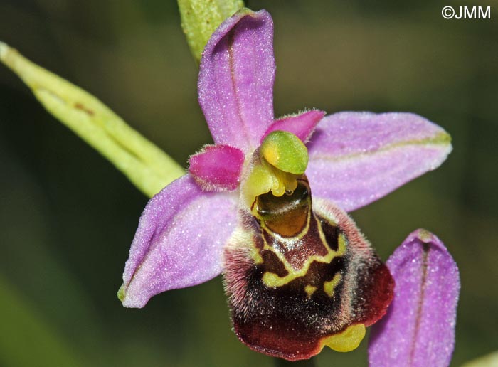 Ophrys elatior