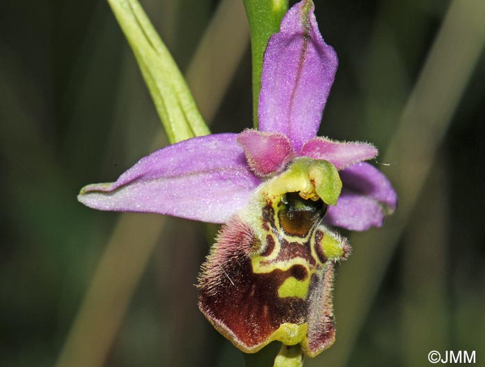 Ophrys elatior