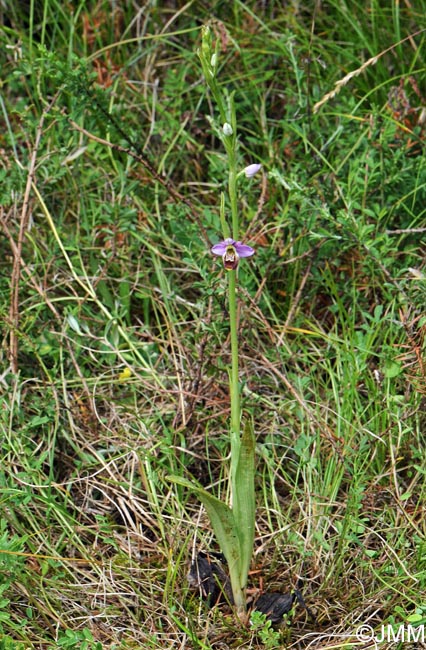 Ophrys elatior