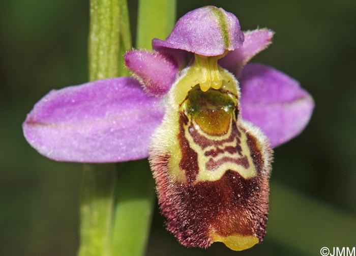 Ophrys elatior