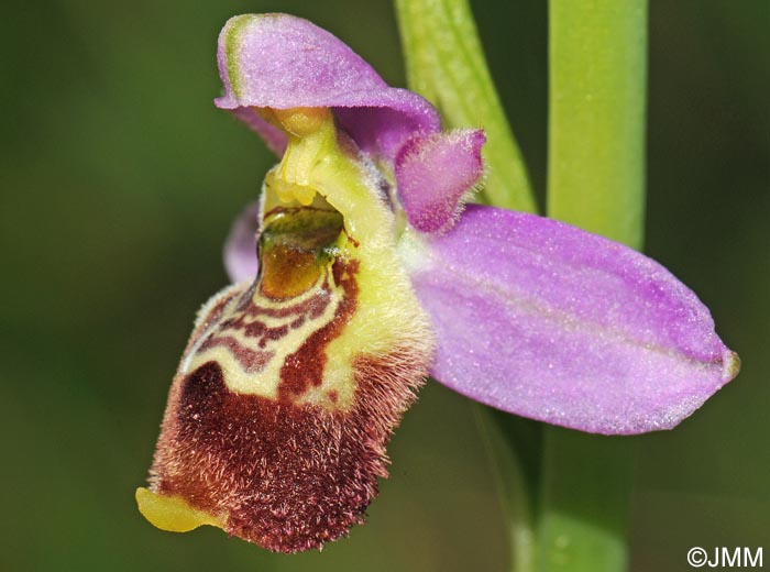 Ophrys elatior