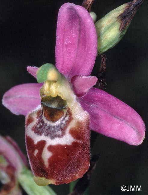 Ophrys elatior