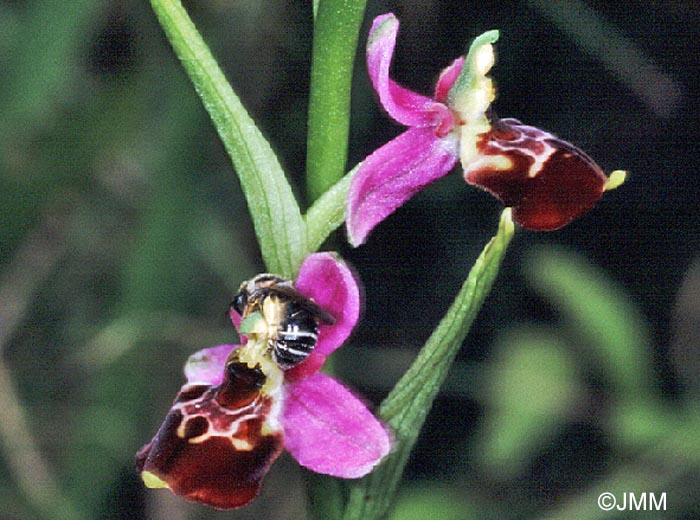 Ophrys elatior