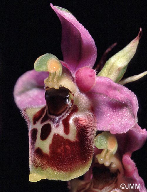 Ophrys elatior