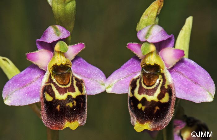 Ophrys elatior