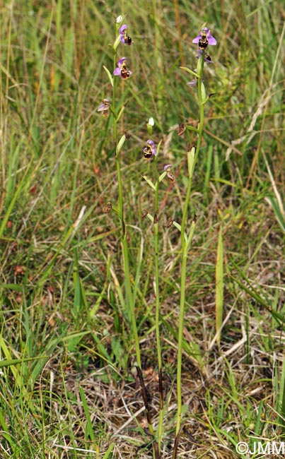 Ophrys elatior
