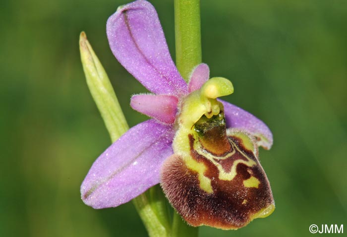 Ophrys elatior