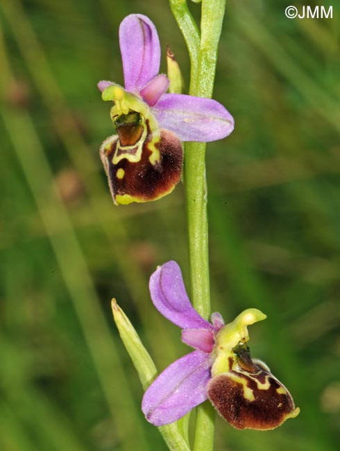 Ophrys elatior