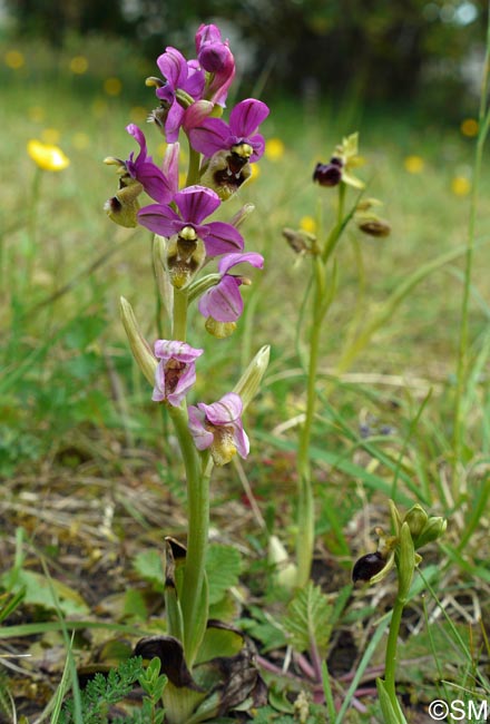 Ophrys ficalhoana