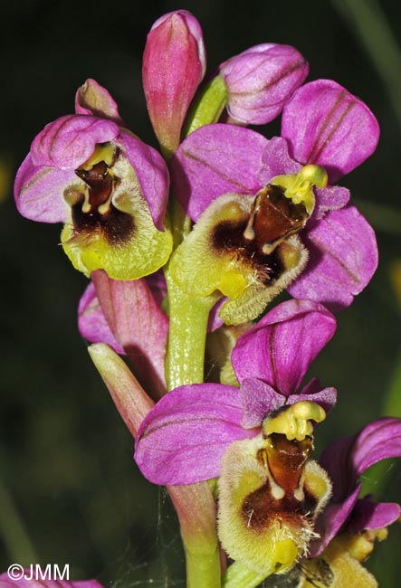 Ophrys ficalhoana