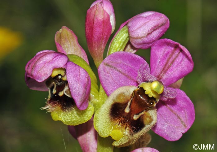 Ophrys ficalhoana