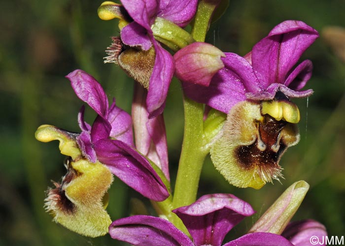 Ophrys ficalhoana