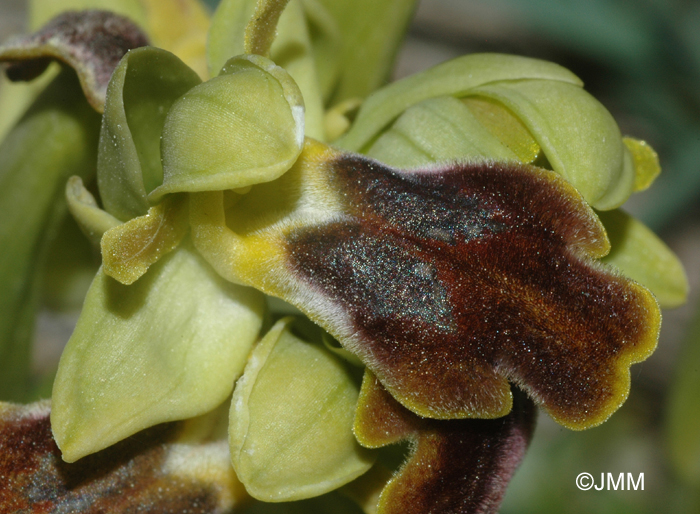 Ophrys forestieri