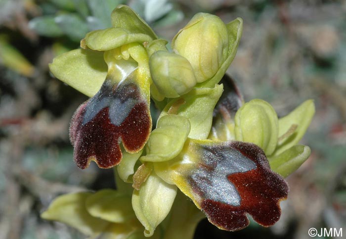 Ophrys forestieri