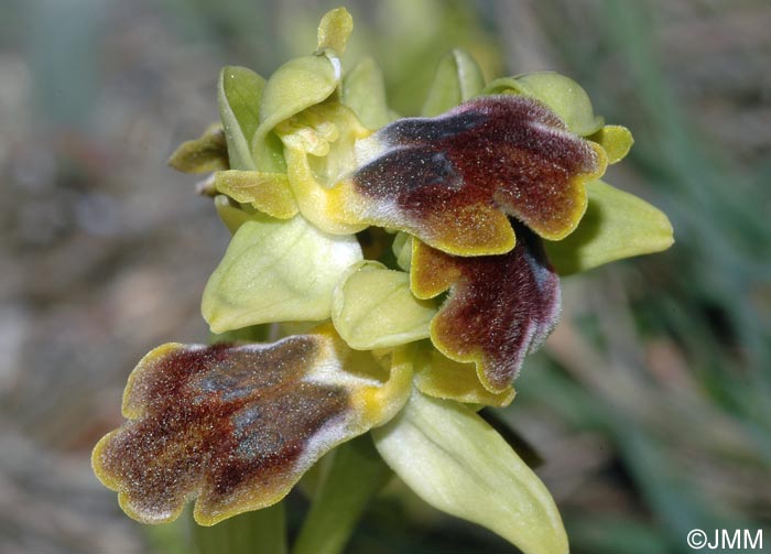 Ophrys forestieri