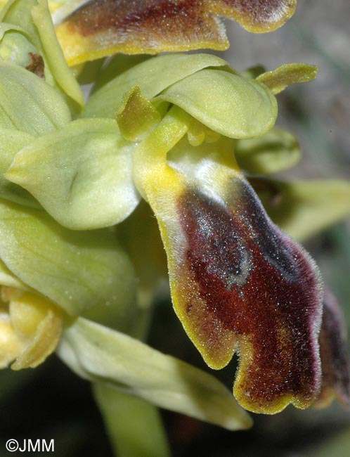 Ophrys forestieri