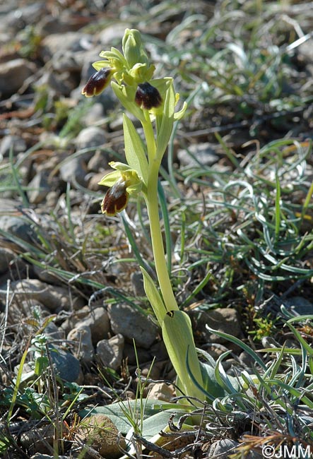 Ophrys forestieri