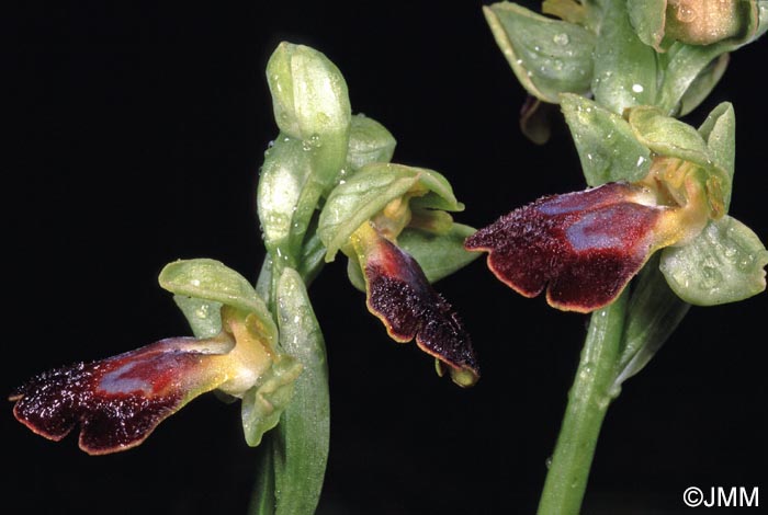 Ophrys forestieri